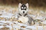 SIBERIAN HUSKY 268
